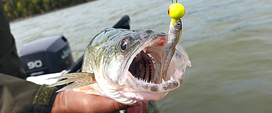 Target Species - Walleye